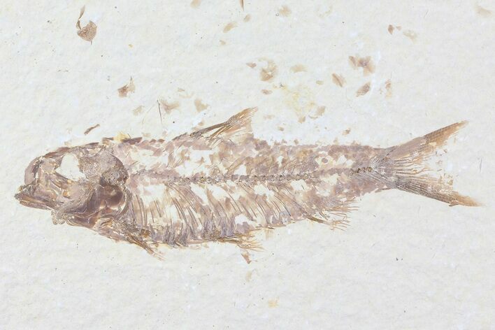 Knightia Fossil Fish - Wyoming #81469